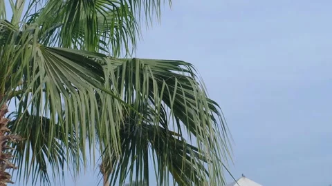 Coconut palm trees bottom view. Green palm tree on blue sky background. View of 動画素材 236570949