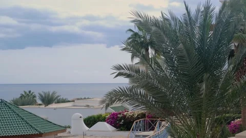 Coconut palm trees bottom view. Green palm tree on blue sky background. View of Stock Footage 236570952
