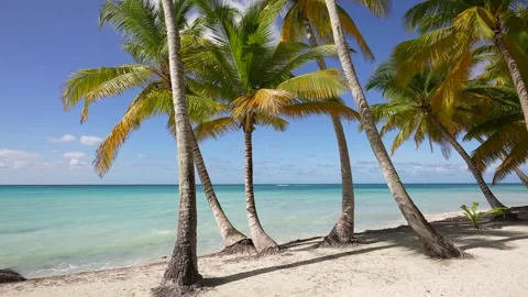 Coconut palm trees bottom view. Green palm tree on blue sky background. View of Video stock 240387985
