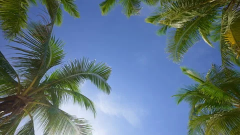 Coconut Palm Trees Bottom View. Green Palm Tree on Blue Sky Background. View of Stock Footage 257537607