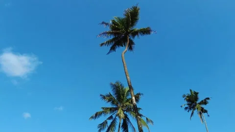 Coconut palm trees, bright blue sky background Stock Footage 204958716