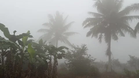 Coconut Palm Trees Covered in Dense Tropical Fog Stock Footage 345013180