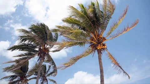 Coconut palm trees Stock Footage 4279883
