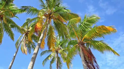 Coconut palm trees Stock Footage 26924638