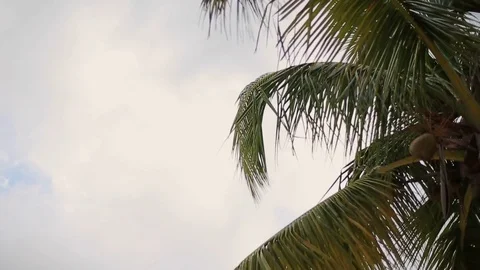 Coconut palm trees Stock Footage 72390661