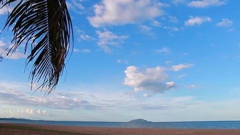 Coconut palm trees Stock Footage 84292781