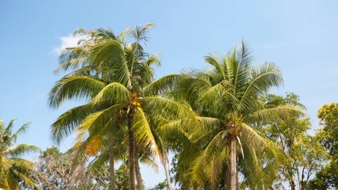 Coconut palm trees Stock Footage 90280397