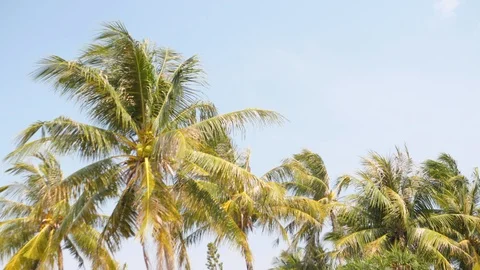 Coconut palm trees 스톡 동영상 90280716