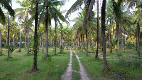 Coconut palm trees Stock Footage 122993915