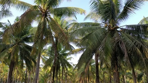 Coconut palm trees Stock Footage 123090952