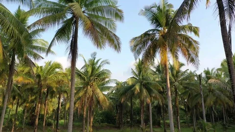 Coconut Palm trees Stock Footage 123278286
