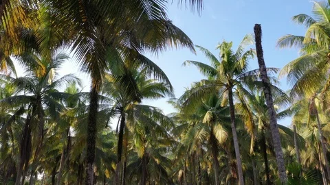 Coconut Palm trees Stock Footage 123468730
