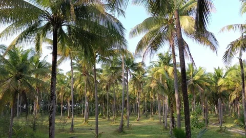 Coconut Palm trees Video stock 123825830