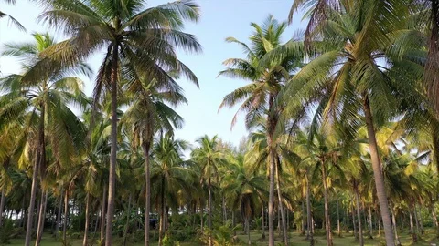Coconut Palm trees Stock Footage 124760338
