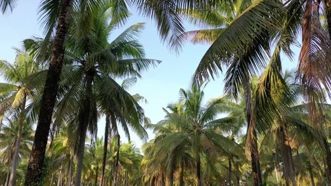Coconut Palm trees Video stock 124760339