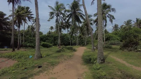 Coconut palm trees Stock Footage 204764777