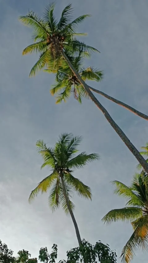 Coconut palm trees Stock Footage 240631736