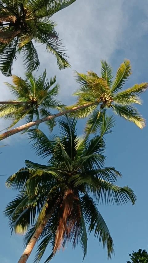 Coconut palm trees Stock Footage 240631749