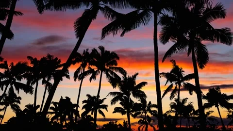 Coconut Palm Trees Forest at Dusk, Time Lapse with Colourful Sky Stock Footage 134646162