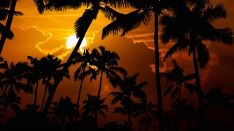 Coconut Palm Trees Forest: Time Lapse at Sunset with Red Sun and Fiery Sky Stock Footage 134645906
