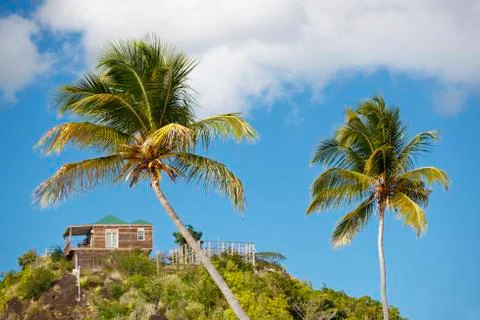 Coconut palm trees in front of blue sky and a bungalow on top of a hill. Stock Photos