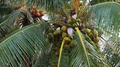 Coconut palm trees with fruit swaying in the wind Stock Footage 336563437