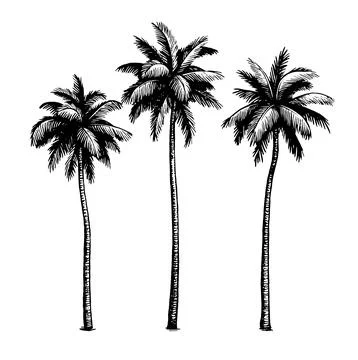 Coconut palm trees. Stock Illustration
