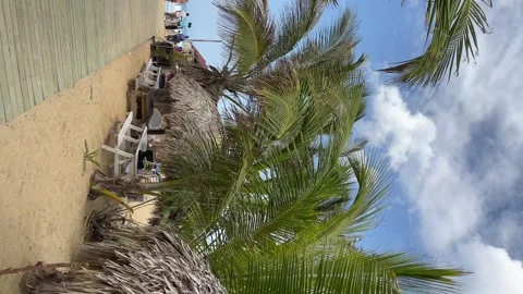 Coconut palm trees line sandy Caribbean. Dominican Republic. Vertical footage 動画素材 243288472