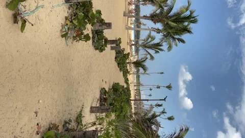 Coconut palm trees line sandy Caribbean. Dominican Republic. Vertical footage Stock Footage 243668672