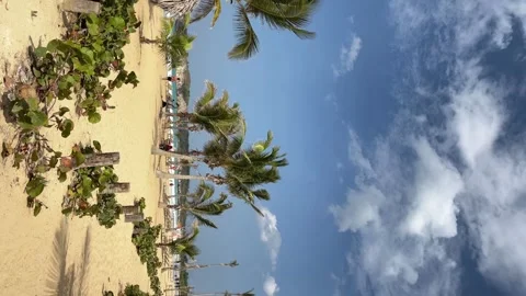 Coconut palm trees line sandy Caribbean. Dominican Republic. Vertical footage Stock Footage 243749695