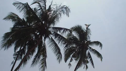 Coconut palm trees moving in the wind against the blue sky Stock Footage 153045456
