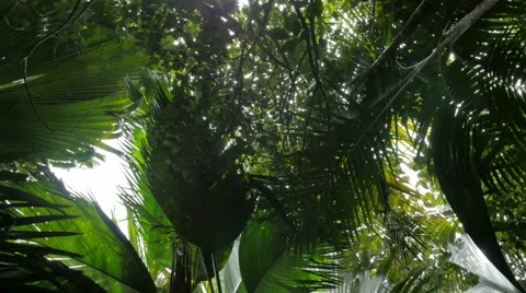 Coconut palm trees perspective view from floor high up. Stock Footage 52591767