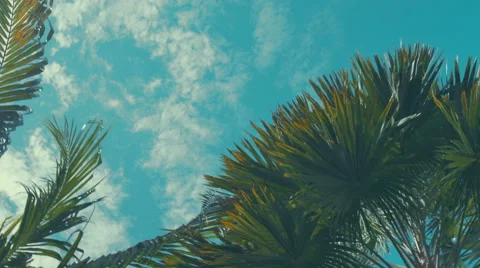 Coconut palm trees perspective view. 動画素材 53251155