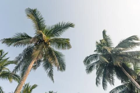 Coconut palm trees in perspective view with clear sky background Foto stock