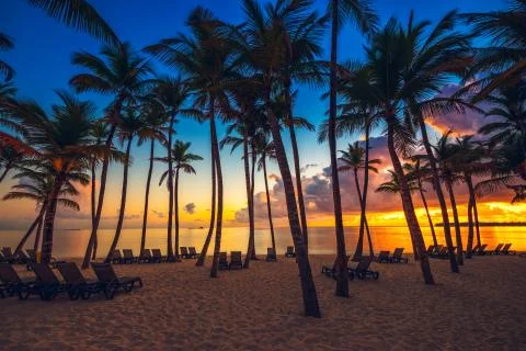 Coconut palm trees perspective view Stock Photos