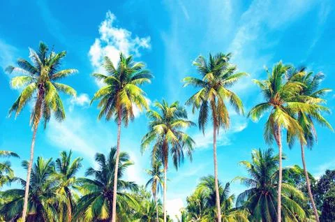 Coconut palm trees perspective view. Holiday and Vacation concept Stock-Fotos