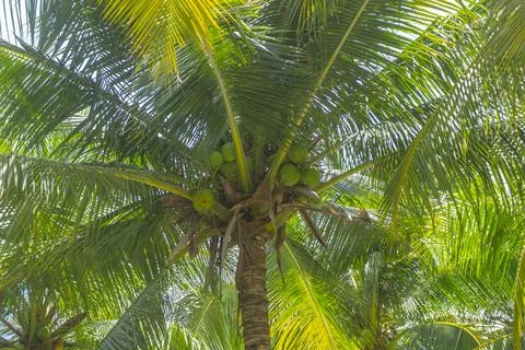 Coconut palm trees perspective view in Mui Ne, Binh Thuan, Vietnam Stock Photos