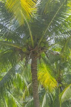 Coconut palm trees perspective view in Mui Ne, Binh Thuan, Vietnam Stock Photos