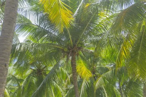 Coconut palm trees perspective view in Mui Ne, Binh Thuan, Vietnam Stock Photos