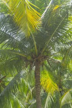 Coconut palm trees perspective view in Mui Ne, Binh Thuan, Vietnam Stock Photos