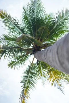 Coconut palm trees in perspective view from below and sky background Foto stock