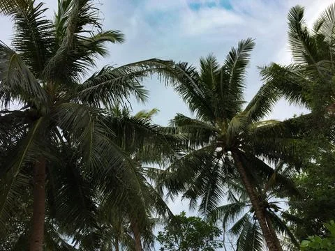 Coconut palm trees perspective view 写真素材