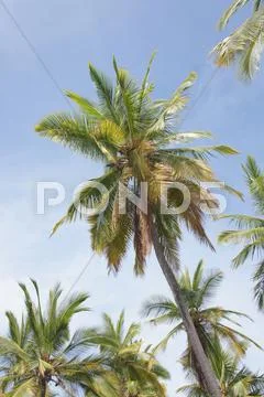 Coconut Palm Trees ..