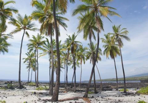 Coconut palm trees .. Stock Photos