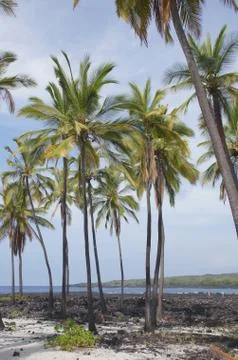 Coconut palm trees .. Stock Photos