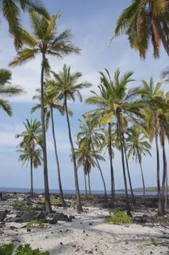 Coconut palm trees .. Stock Photos
