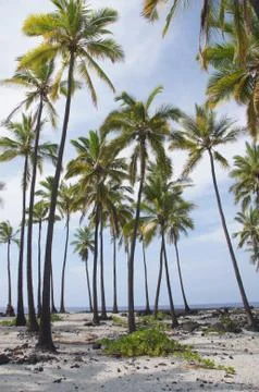 Coconut palm trees .. Stock Photos