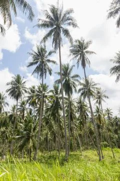 Coconut palm trees Stock Photos