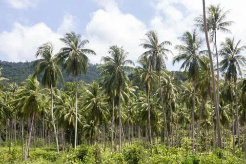 Coconut palm trees Stock Photos
