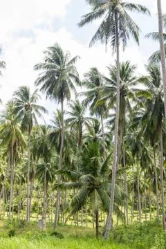 Coconut palm trees Stock Photos